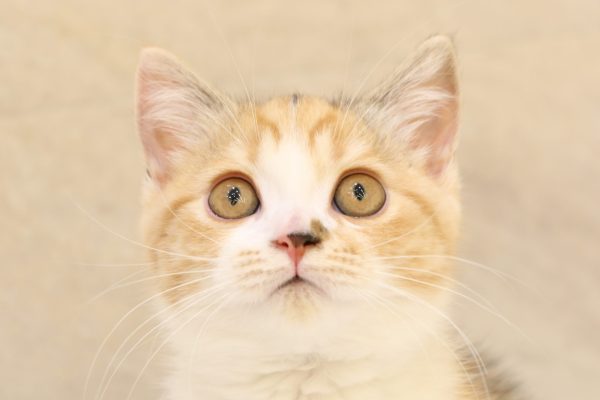 スコティッシュ