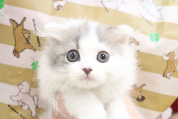 スコティッシュ