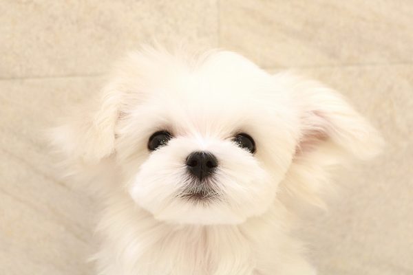 マルチーズ