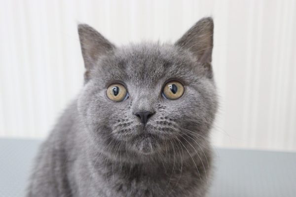 ブリティッシュ