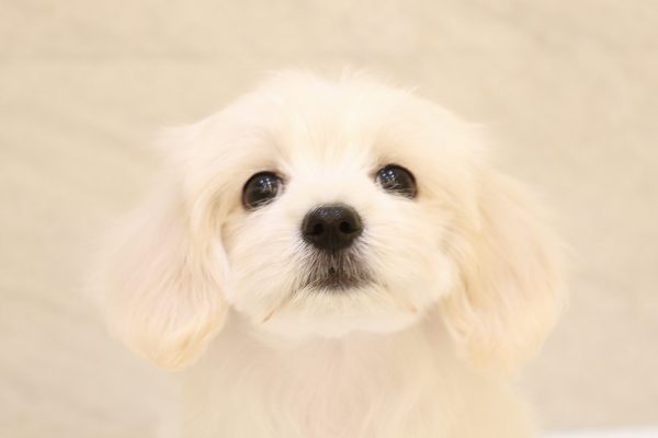 ミックス（ハーフ犬）