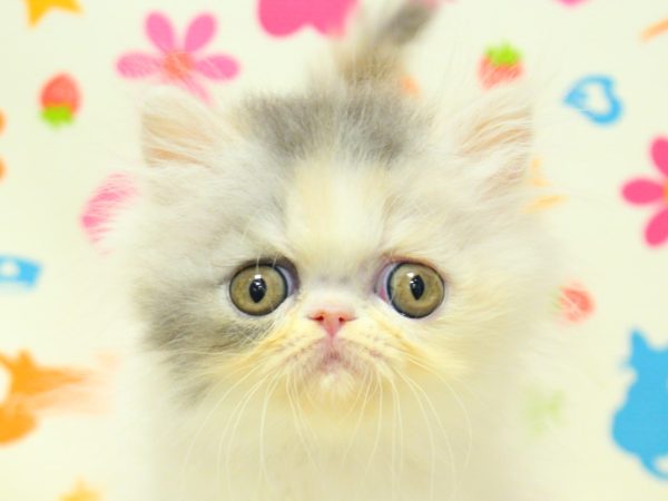 エキゾチック