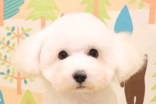 ビションフリーゼ