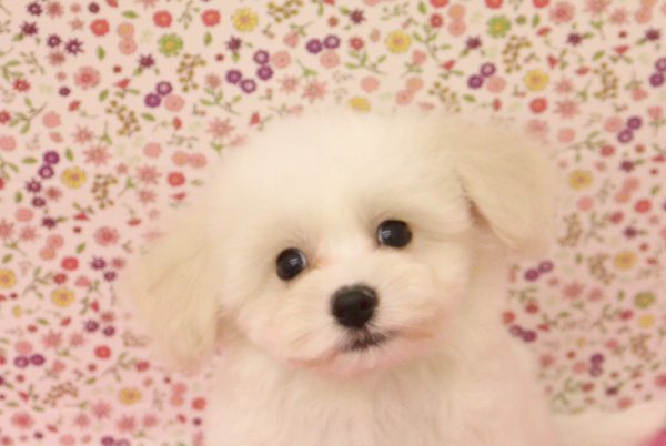 ミックス（ハーフ犬）