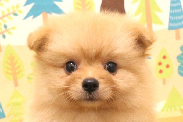 ポメラニアン