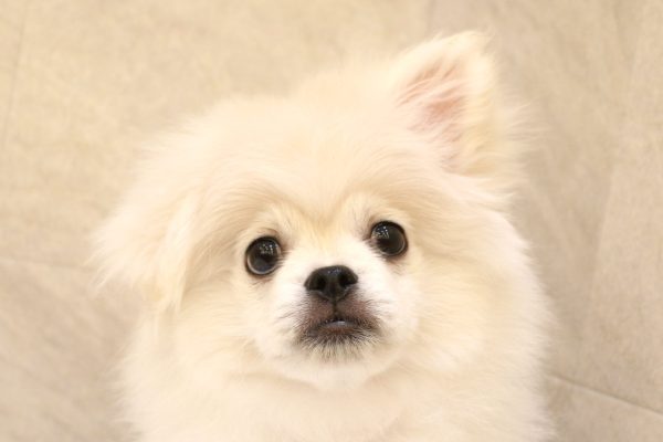 ミックス（ハーフ犬）