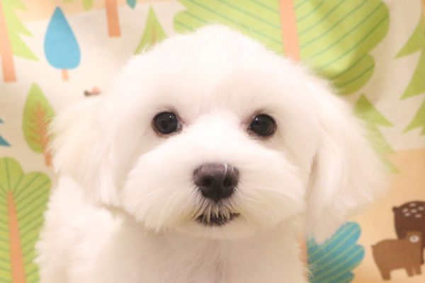 マルチーズ