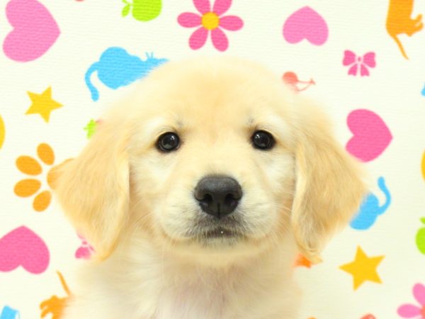 ゴールデンレトリーバー