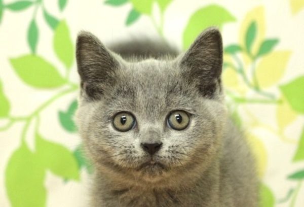 ブリティッシュ