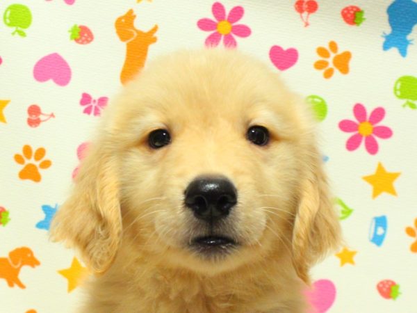 ゴールデンレトリーバー