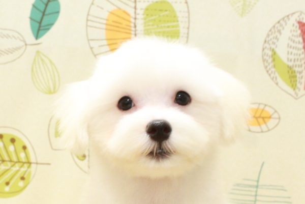 マルチーズ