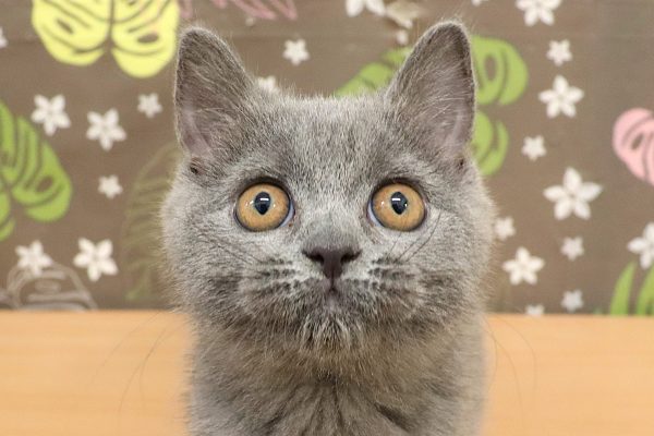 ブリティッシュ