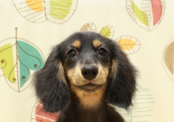 ミニチュアダックスフンド