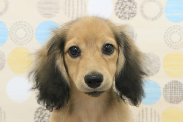 ミニチュアダックスフンド