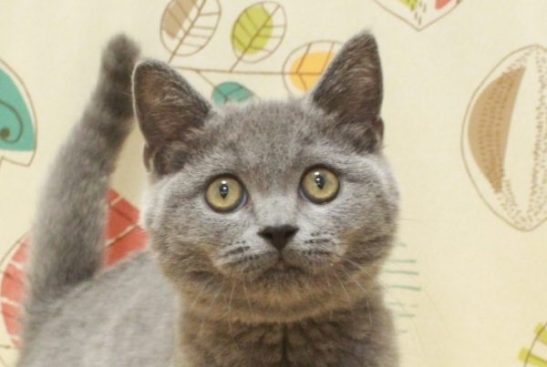ブリティッシュ