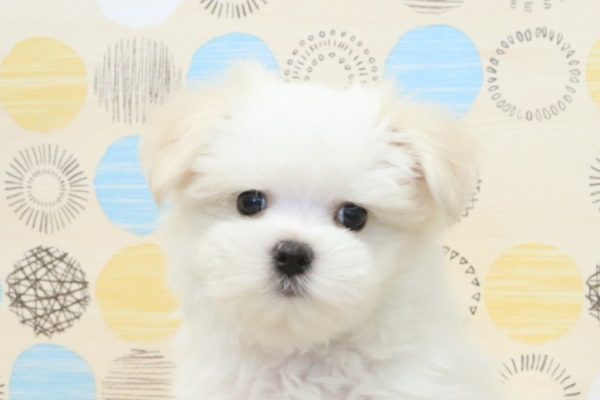 マルチーズ