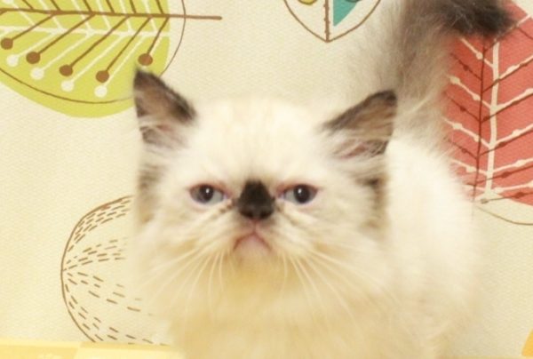 ヒマラヤン