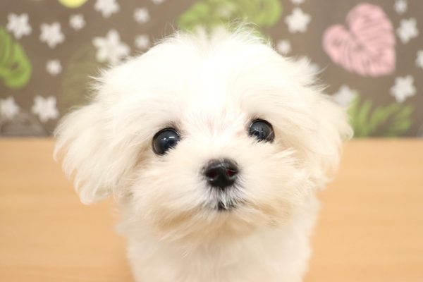 マルチーズ