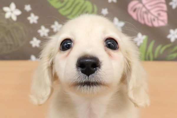 ミニチュアダックスフンド