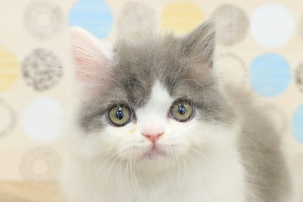 ブリティッシュ