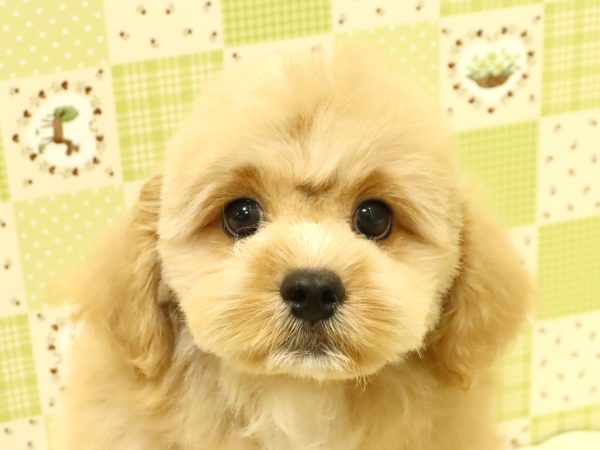 ミックス（ハーフ犬）