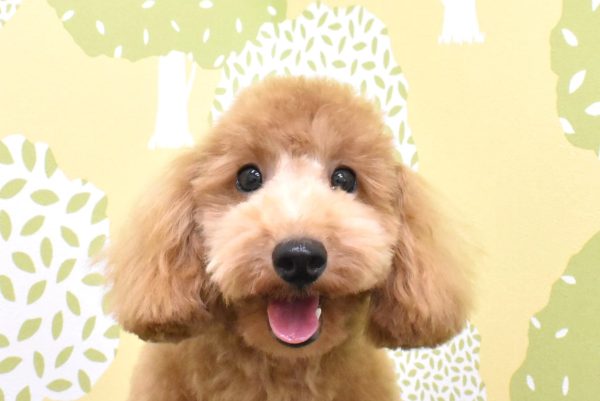トイプードル