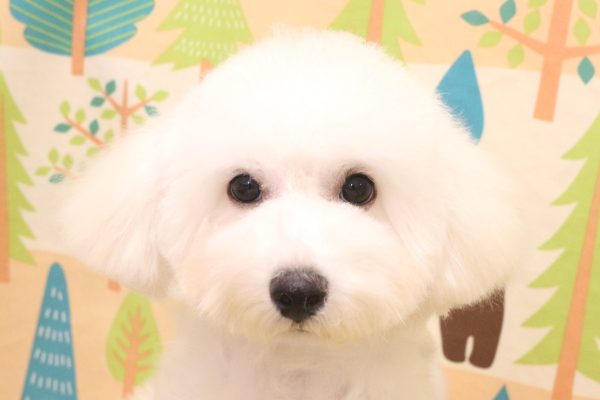 ビションフリーゼ