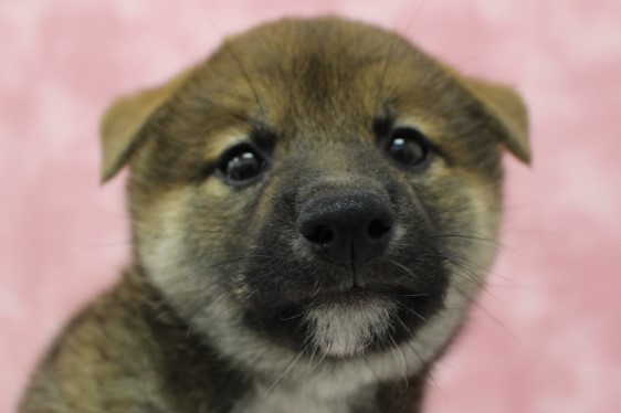 柴犬