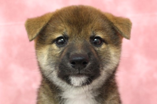 柴犬