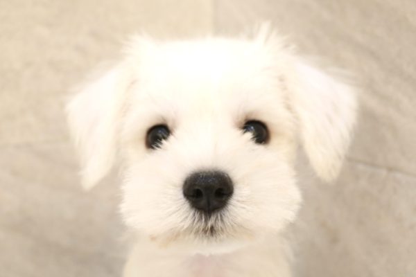 ミニチュアシュナウザー