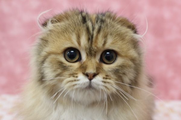 スコティッシュ