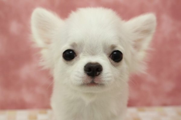 チワワ
