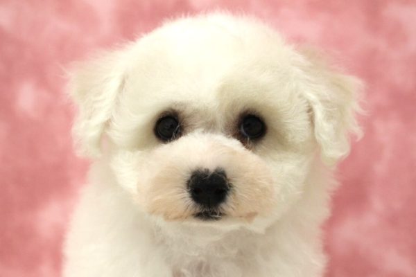 ビションフリーゼ