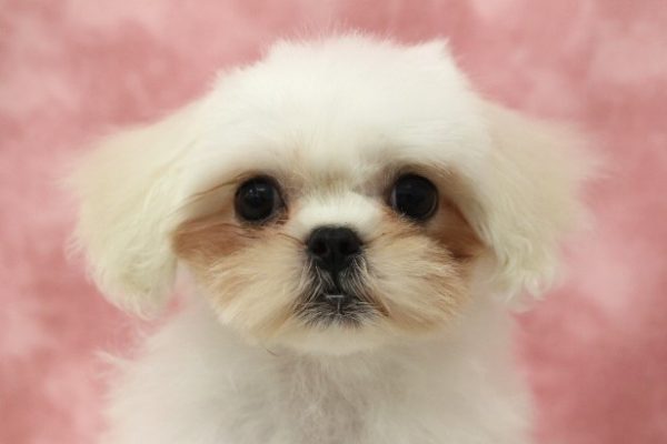 ミックス（ハーフ犬）