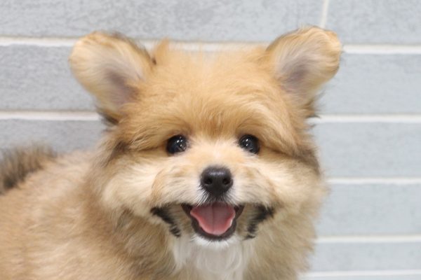 ポメプー