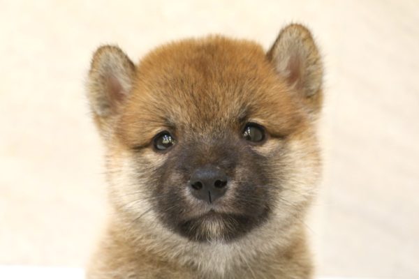 柴犬