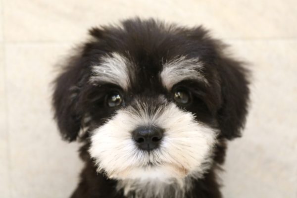 ミニチュアシュナウザー