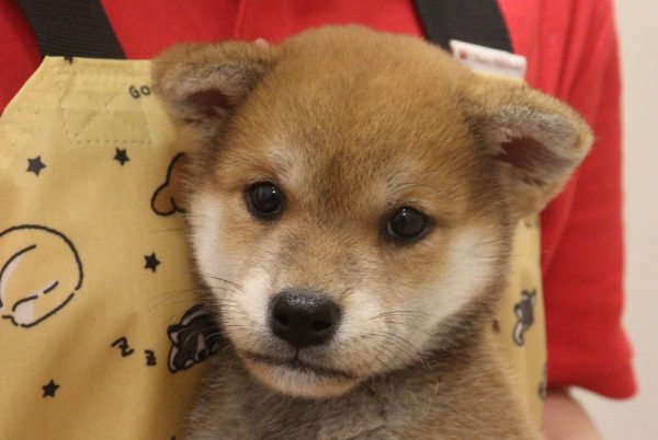 柴犬