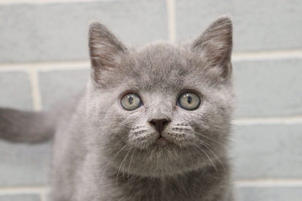 ブリティッシュ