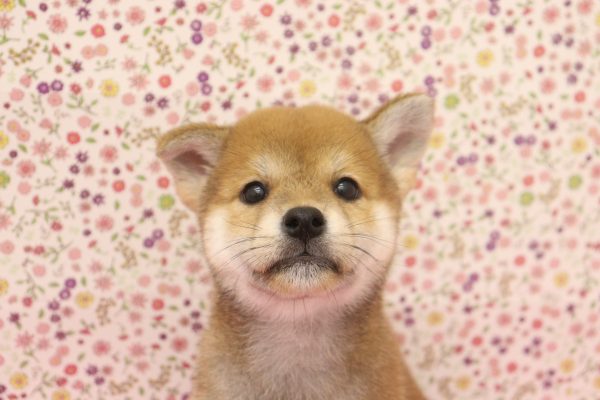 柴犬