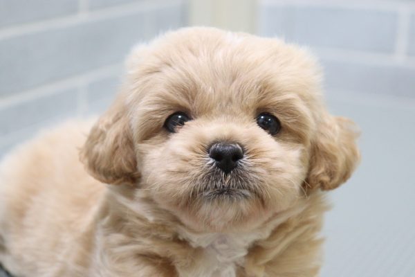 ミックス（ハーフ犬）