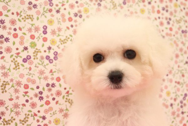 ビションフリーゼ