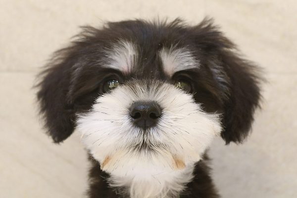 ミニチュアシュナウザー