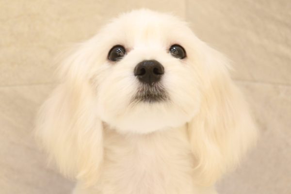 ミックス（ハーフ犬）
