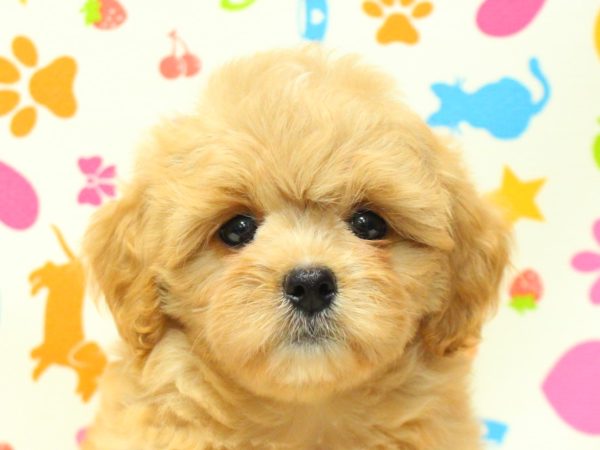 ミックス（ハーフ犬）