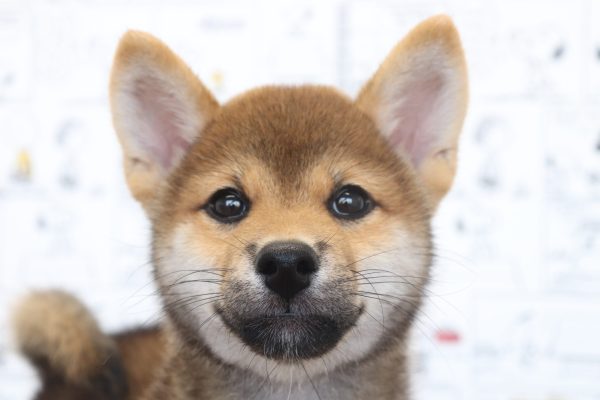 柴犬