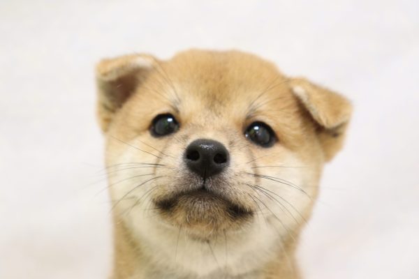 豆柴