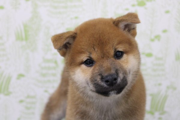 柴犬