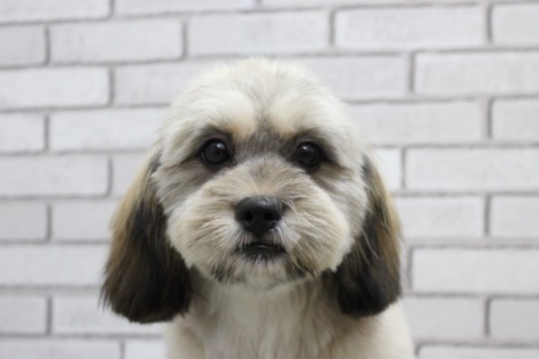 ミックス（ハーフ犬）