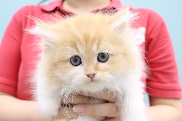 スコティッシュ
